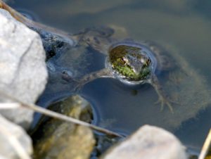 Serenity Prayer column - A frog peers out of a water hazard at Pleasant Valley golf course in Iowa City on Tuesday, September 9, 2014.