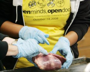 A Prairie Middle School eighth grader dissects a pig heart with guidance from a STEM professional during a workshop that was part of an earlier Open Minds, Open Doors conference at Coe College and hosted by the Grant Wood Area Education Agency. The conference encourages middle school girls to pursue career fields with foundations in science, technology, engineering and math.